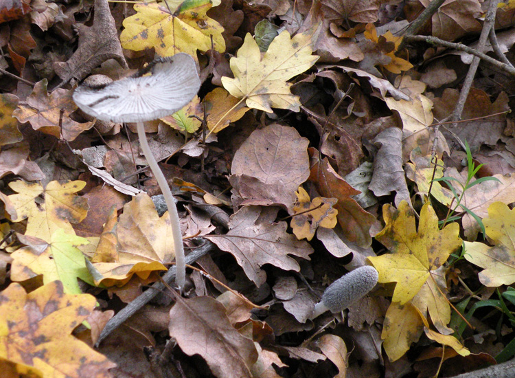 Coprinus cfr lagopus